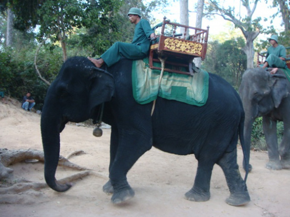 Прекрасни животни обоени во боите на ноќта