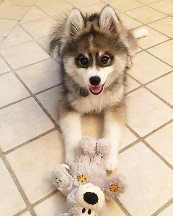Запознајте го Норман, мешавина од померанец и хаски кој е толку сладок што дури не изгледа реално