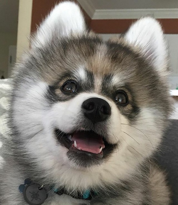 Запознајте го Норман, мешавина од померанец и хаски кој е толку сладок што дури не изгледа реално