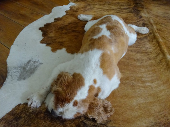 (15) zhivotni-shto-bukvalno-se-stopile-pred-kamerata-www.kafepauza.mk