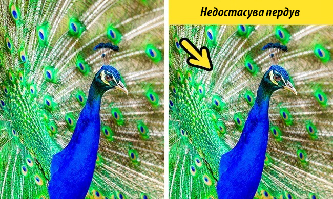 (16) kolku-ste-dobri-vo-zabelezhuvanje-detali-www.kafepauza.mk