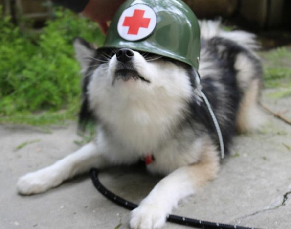 Запознајте го Норман, мешавина од померанец и хаски кој е толку сладок што дури не изгледа реално