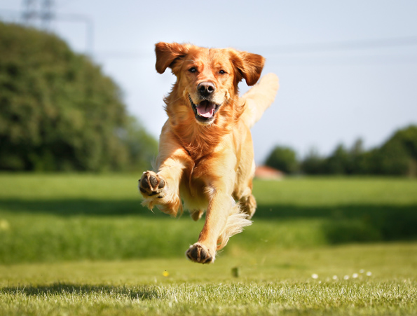 5 чудесни вештини што кучињата ги имаат, а луѓето не