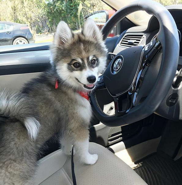 Запознајте го Норман, мешавина од померанец и хаски кој е толку сладок што дури не изгледа реално