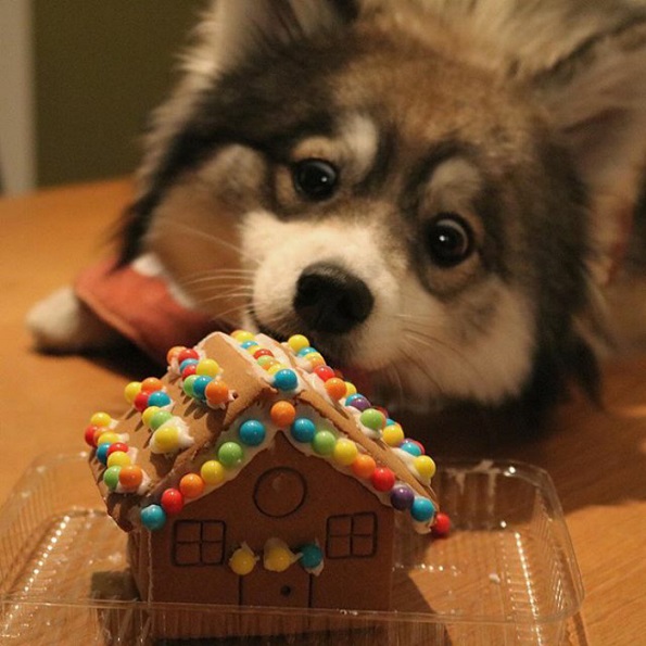 Запознајте го Норман, мешавина од померанец и хаски кој е толку сладок што дури не изгледа реално