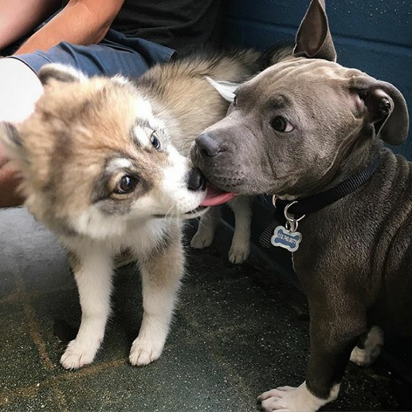 Запознајте го Норман, мешавина од померанец и хаски кој е толку сладок што дури не изгледа реално