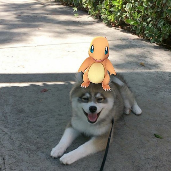 Запознајте го Норман, мешавина од померанец и хаски кој е толку сладок што дури не изгледа реално