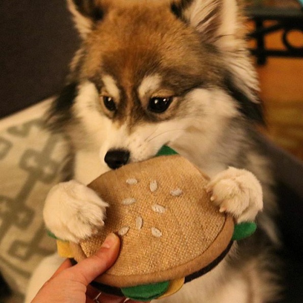 Запознајте го Норман, мешавина од померанец и хаски кој е толку сладок што дури не изгледа реално