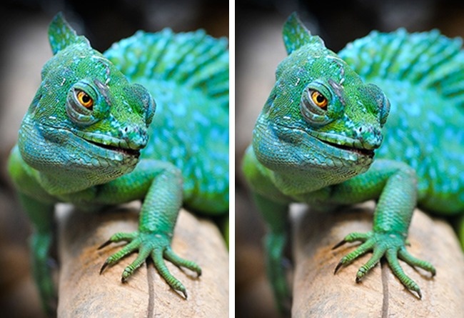 (3) kolku-ste-dobri-vo-zabelezhuvanje-detali-www.kafepauza.mk