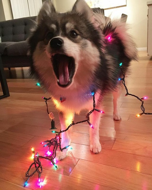 Запознајте го Норман, мешавина од померанец и хаски кој е толку сладок што дури не изгледа реално