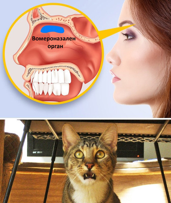 9 човечки органи кои никој не знае за што служат