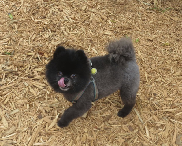 Прекрасни животни обоени во боите на ноќта