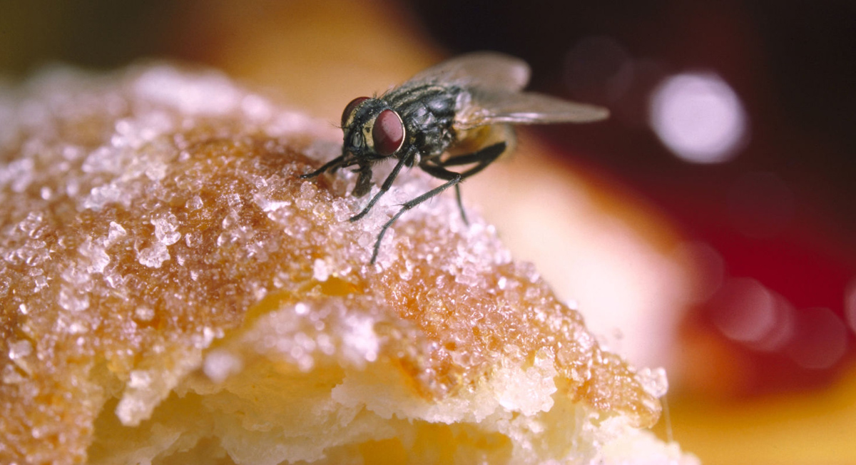 Научниците предупредуваат: Никогаш не смеете да ја јадете храната на која застанала мува!