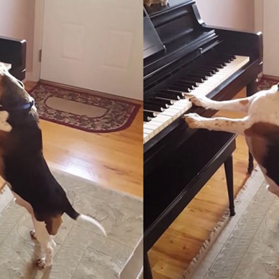 Слушнете ја тажната балада на ова талентирано куче кое свири на пијано