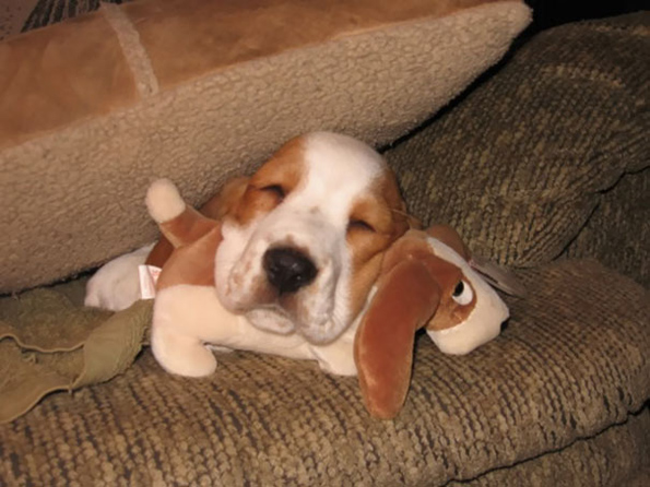 Нема да можете да им одолеете на овие слатки животинчиња кои спијат со играчки!