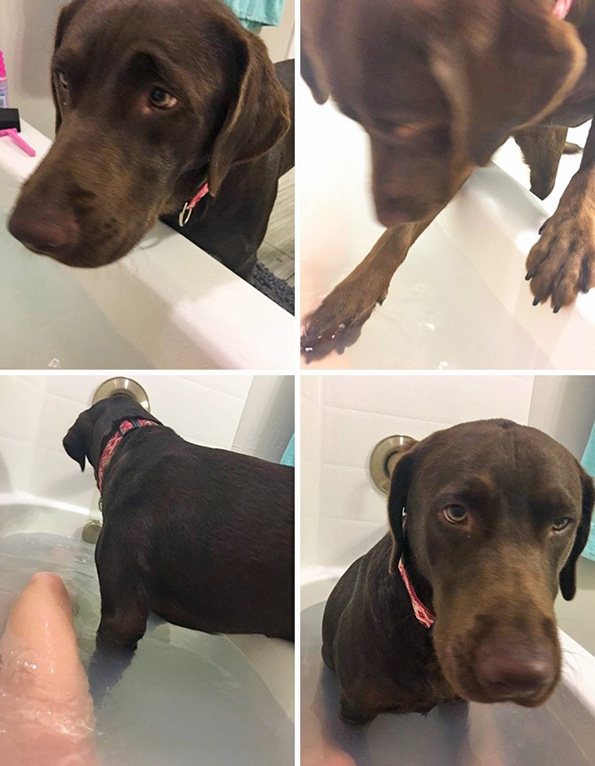 Погледнете ги овие слатки животни кои не сакаат да ги остават нивните сопственици ниту за момент