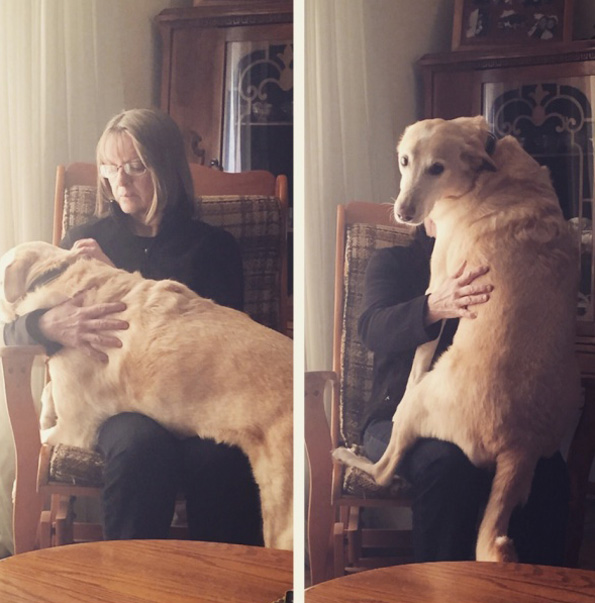 Погледнете ги овие слатки животни кои не сакаат да ги остават нивните сопственици ниту за момент