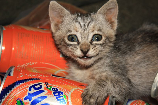 (12)najslatkite-nasmeani-machinja-kafepauza.mk