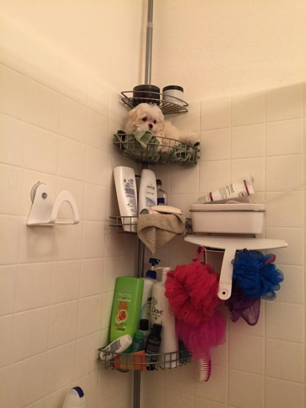 Погледнете ги овие слатки животни кои не сакаат да ги остават нивните сопственици ниту за момент