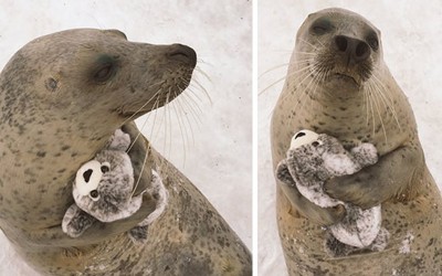 Нема да можете да им одолеете на овие слатки животинчиња кои спијат со играчки!