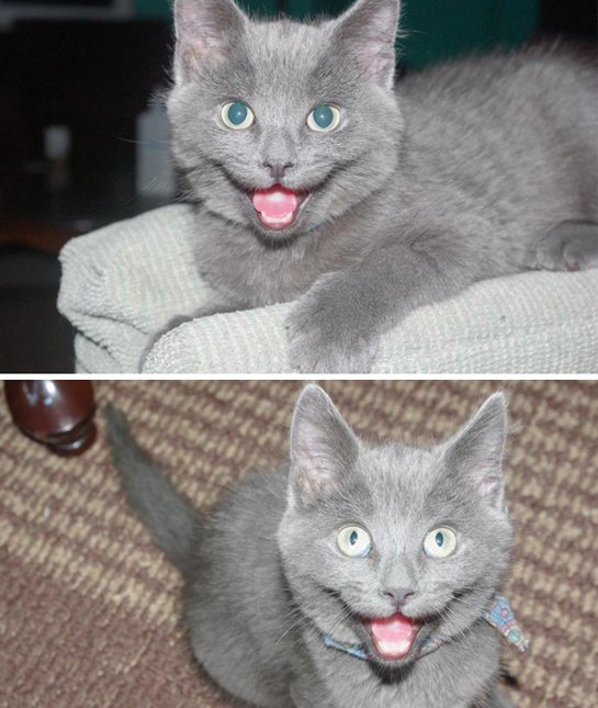 (17)najslatkite-nasmeani-machinja-kafepauza-mk