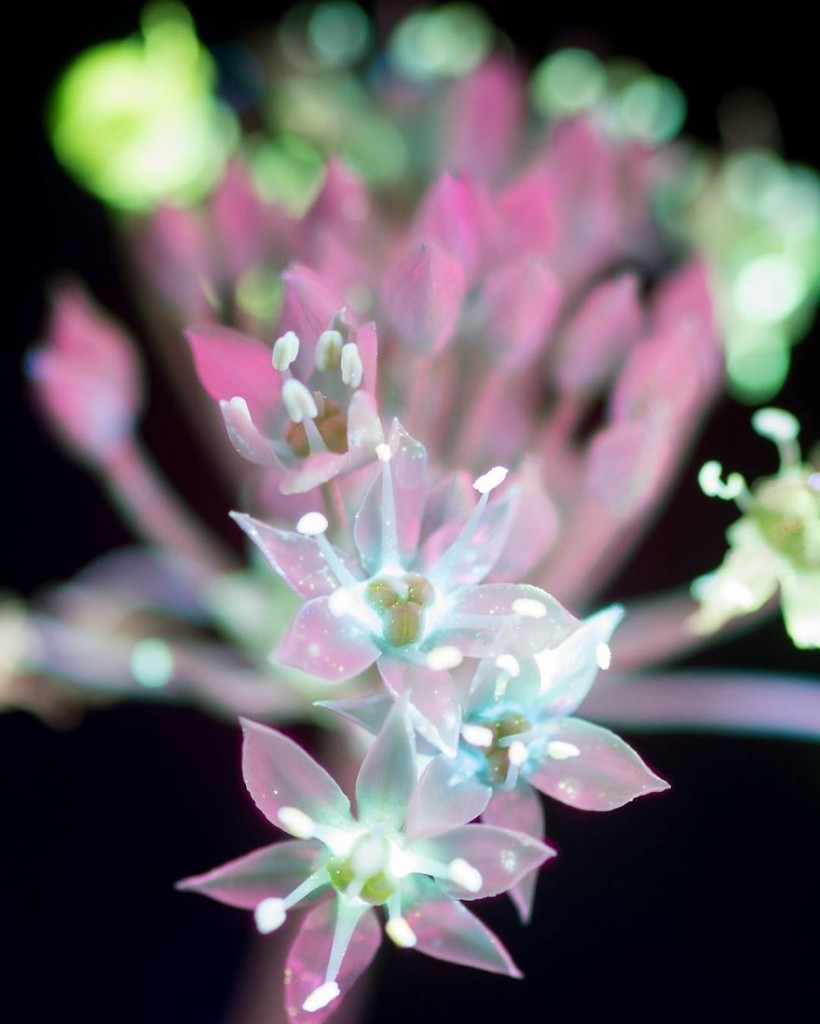 (20)prekrasni-fotografii-od-nevidlivata-svetlina-koja-ja-emituvaat-rastenijata-kafepauza.mk