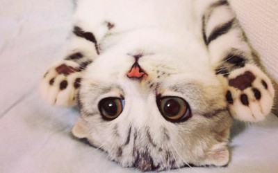Запознајте ја Хана: Маче со неодоливи крупни очи кое ги освои социјалните мрежи