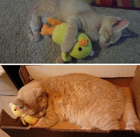Нема да можете да им одолеете на овие слатки животинчиња кои спијат со играчки!