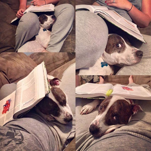 Погледнете ги овие слатки животни кои не сакаат да ги остават нивните сопственици ниту за момент