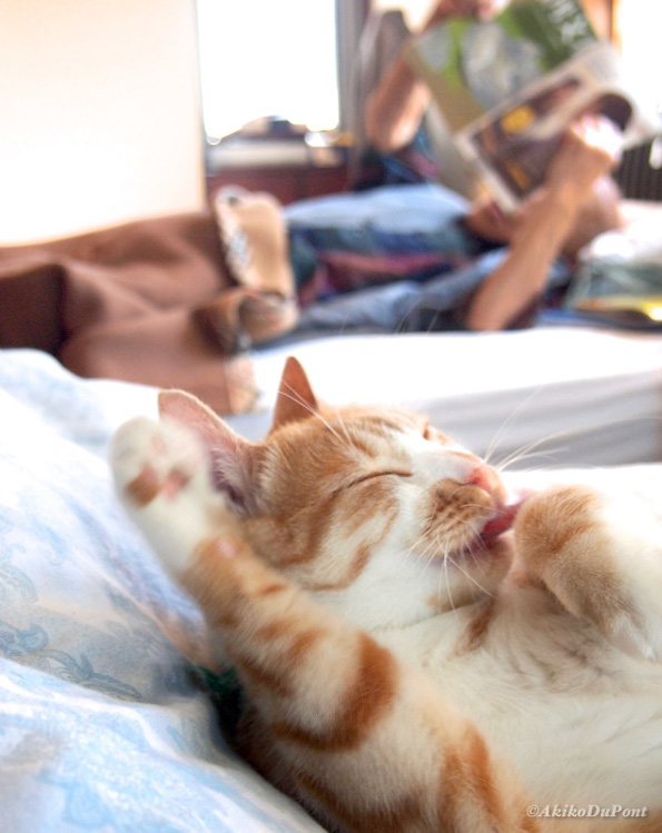 Пријателството меѓу овој дедо и неговата мачка ќе ви го стопи срцето