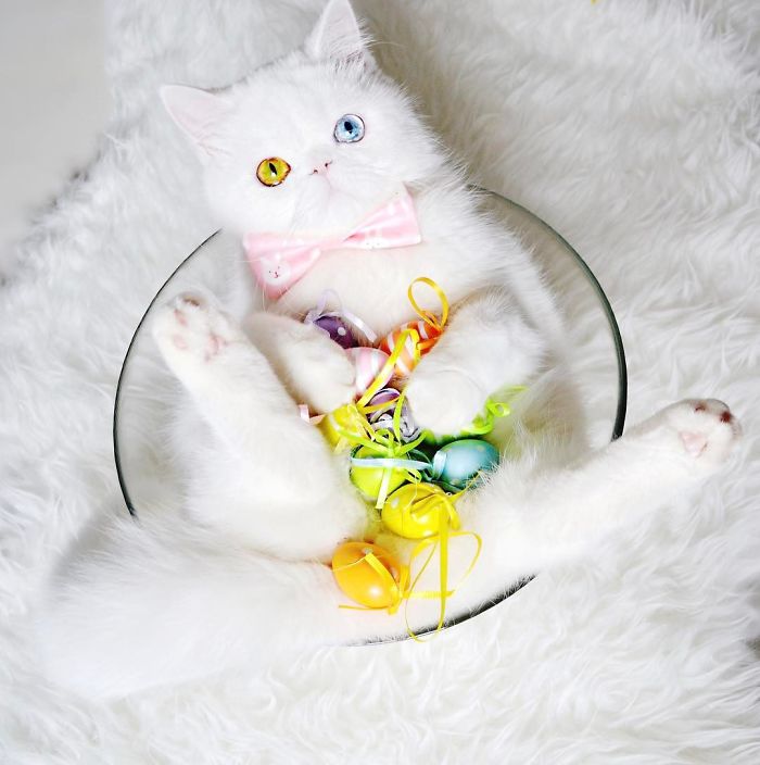 (7)zapoznajte-ja-pampam-mache-so-heterohromija-chii-ochi-kje-ve-hipnotiziraat-kafepauza.mk