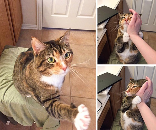 Погледнете ги овие слатки животни кои не сакаат да ги остават нивните сопственици ниту за момент