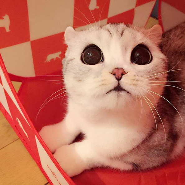 Запознајте ја Хана: Маче со неодоливи крупни очи кое ги освои социјалните мрежи