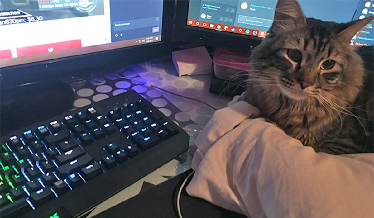 Погледнете ги овие слатки животни кои не сакаат да ги остават нивните сопственици ниту за момент