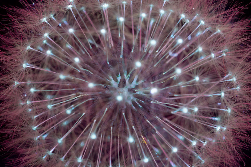 (9)prekrasni-fotografii-od-nevidlivata-svetlina-koja-ja-emituvaat-rastenijata-kafepauza.mk