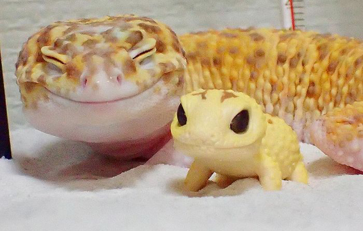 Фотографиите од овој насмеан гуштер и неговата играчка ќе ви го разубават денот!