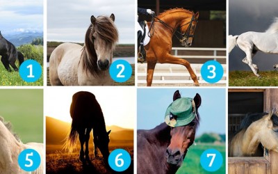 Тест на личноста: Одберете коњ и дознајте нешто повеќе за себе