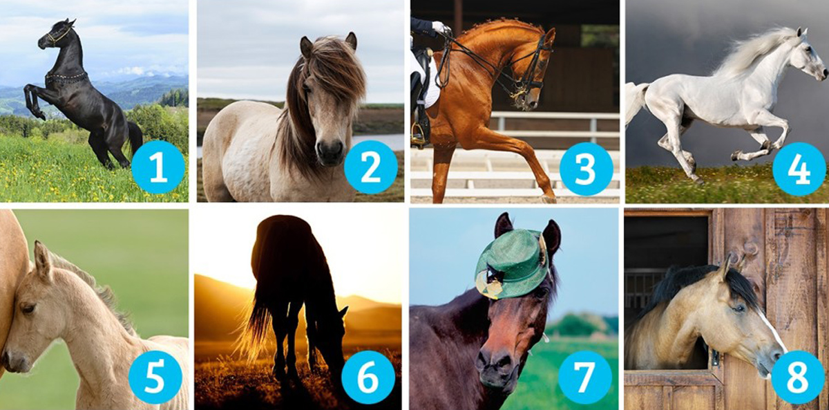 Тест на личноста: Одберете коњ и дознајте нешто повеќе за себе