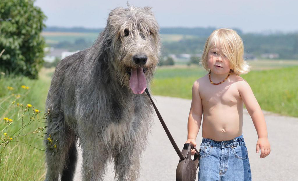 Зошто луѓето живеат подолго од кучињата? 6-годишно дете чие куче починало го открива одговорот