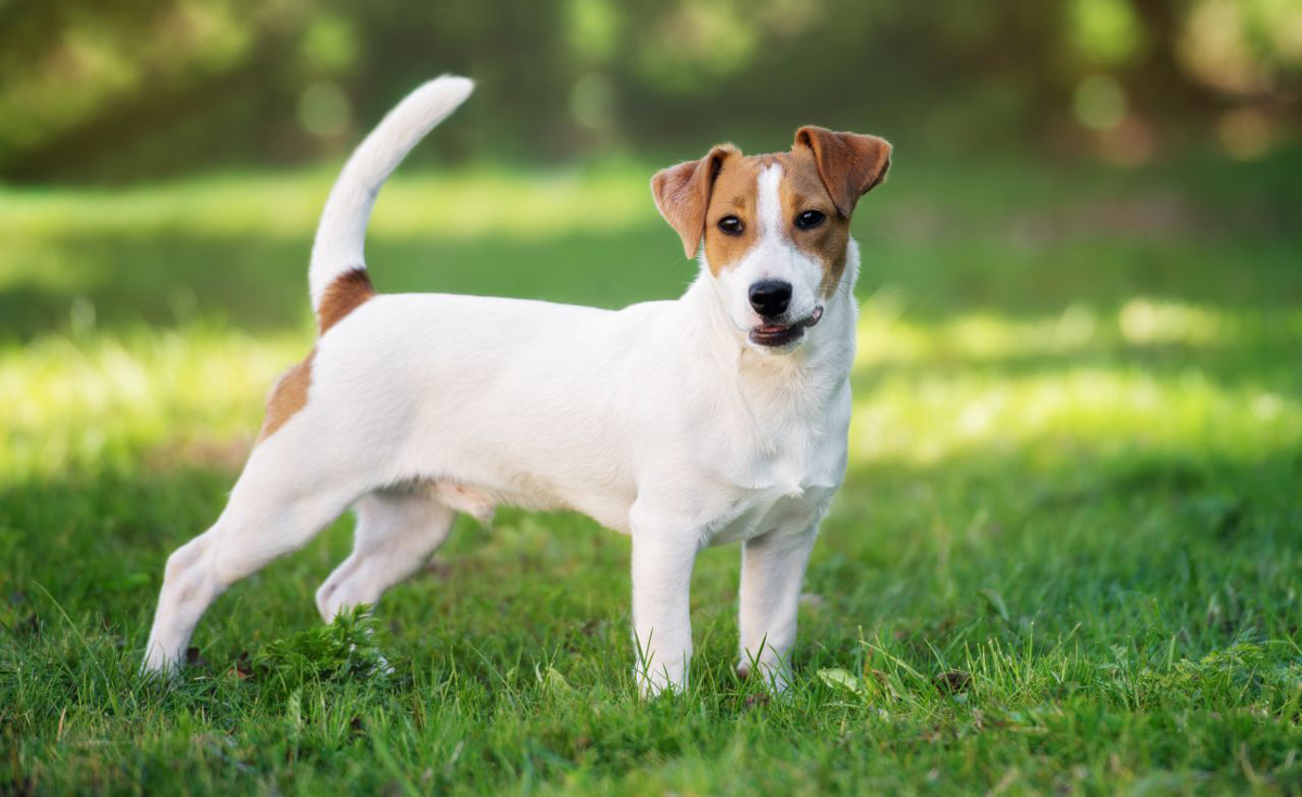 10 кучешки раси кои не се најдобар избор за семејствата со мали деца