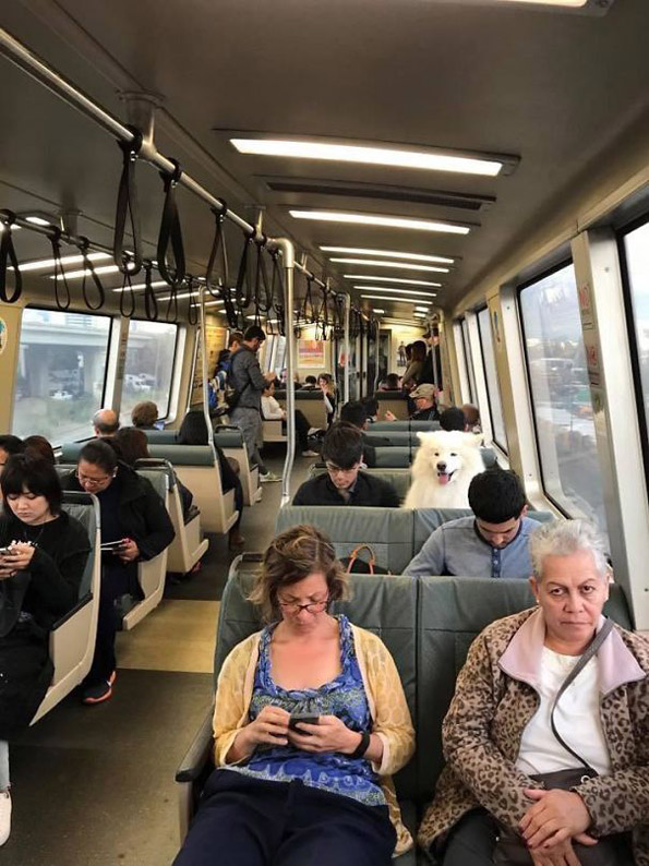 Пронајдете го натрапникот на овие урнебесни фотографии!