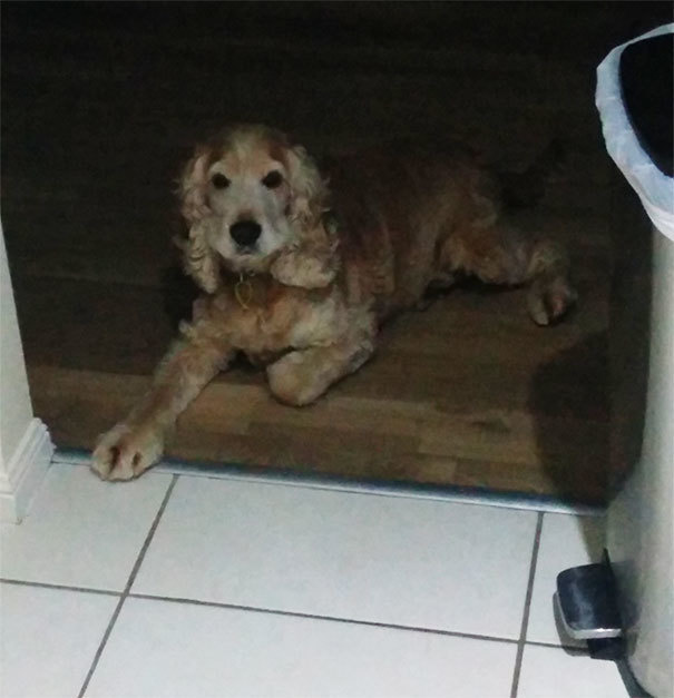 (24)25-kuchinja-koi-sepak-ne-gi-prekrshuvaat-pravilata-kafepauza.mk