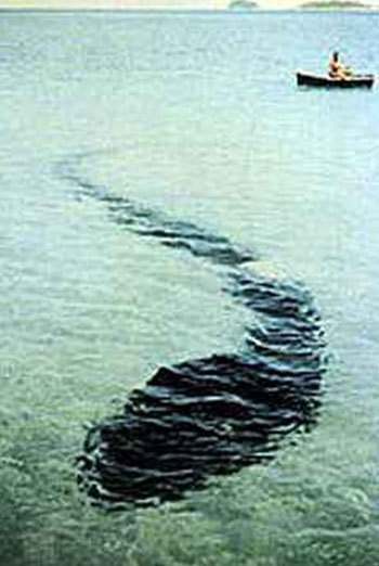 (3)najstrashnite-sushtestva-fateni-na-kamera-kafepauza.mk