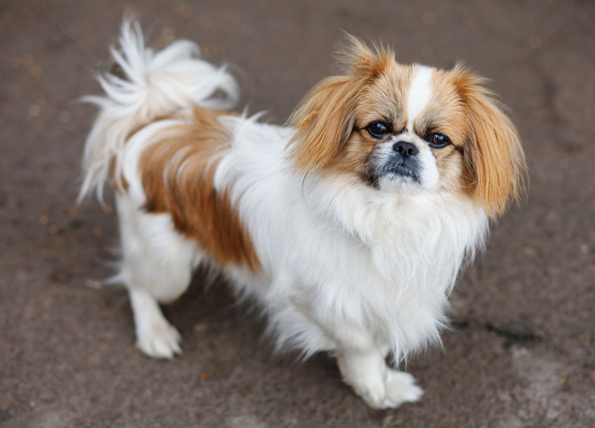 10 кучешки раси кои не се најдобар избор за семејствата со мали деца