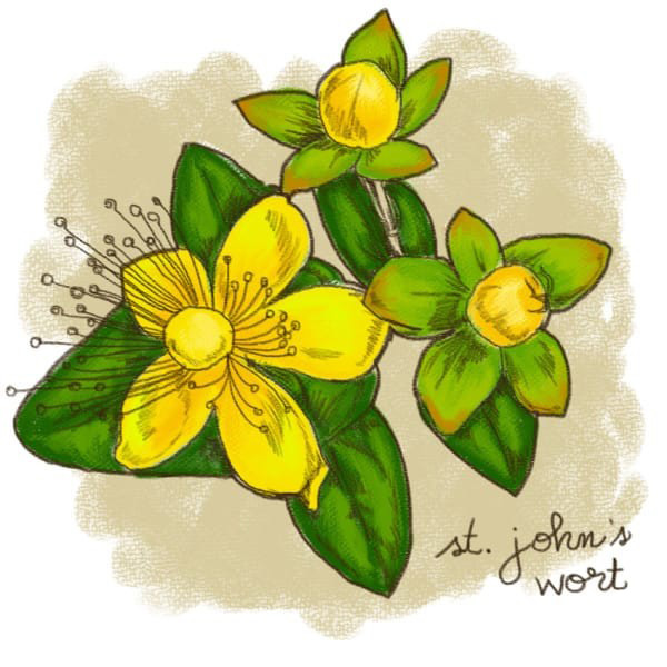 (10)12-rastenija-koi-kje-vi-pomognat-da-se-oslobodite-od-stresot-kafepauza.mk