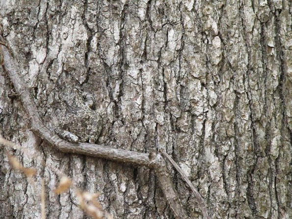 Дневен предизвик: Можете ли да ги најдете животните на овие фотографии?