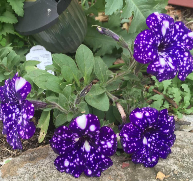 (11)cvetovi-koi-imaat-cel-univerzum-na-nivnite-listovi-kafepauza.mk