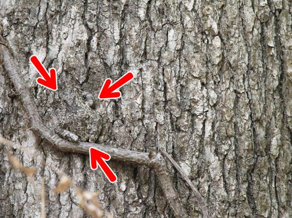 Дневен предизвик: Можете ли да ги најдете животните на овие фотографии?