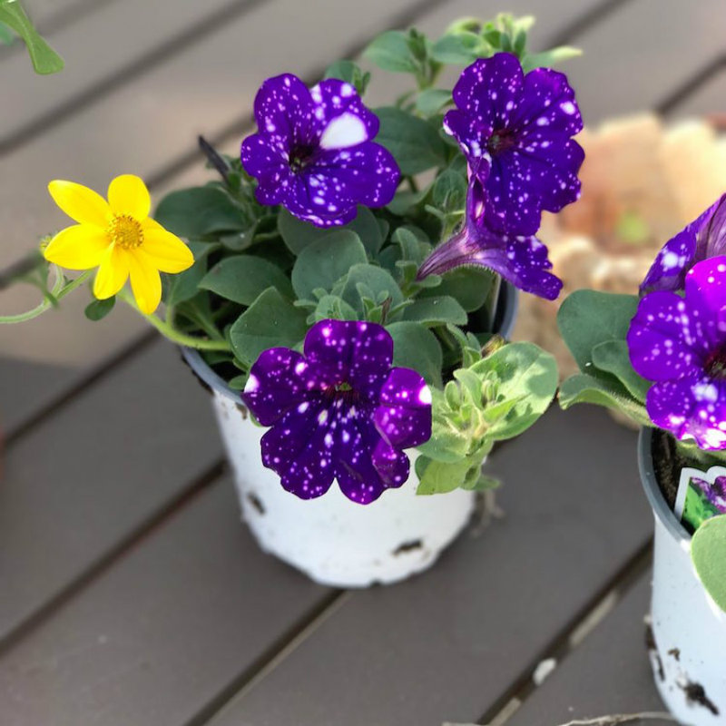 (12)cvetovi-koi-imaat-cel-univerzum-na-nivnite-listovi-kafepauza.mk