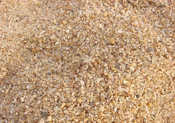 Дневен предизвик: Можете ли да ги најдете животните на овие фотографии?